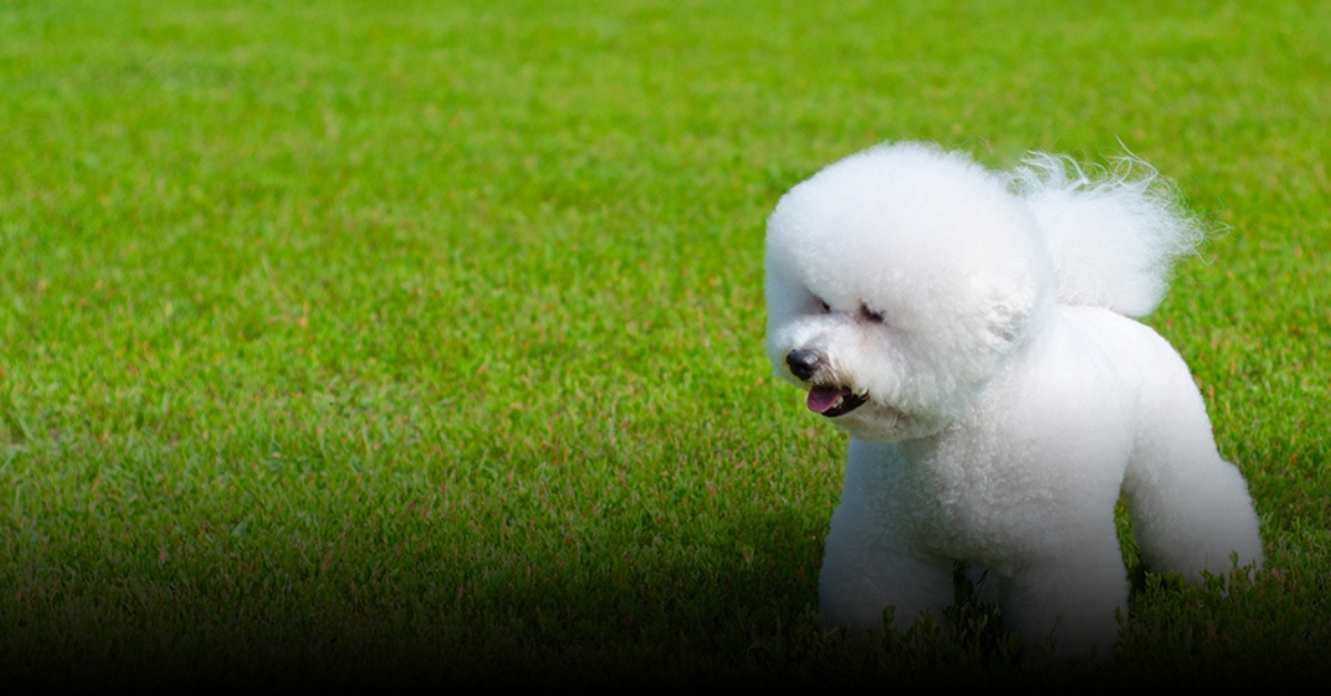 bichon frise