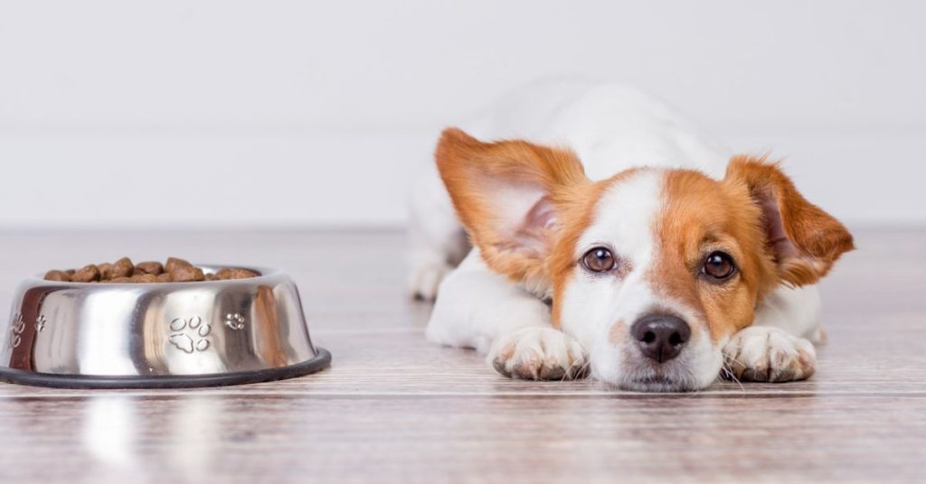 Tipps zur Fütterung von fresco hundefutter