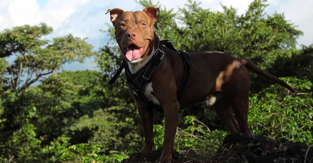 Ist der American Pit Bull Terrier das Richtige für Sie
