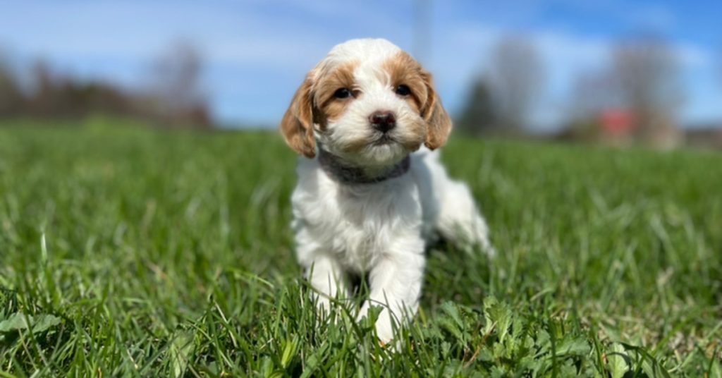 Mini Cockapoo