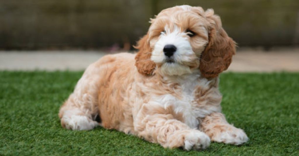 Mini Cockapoo