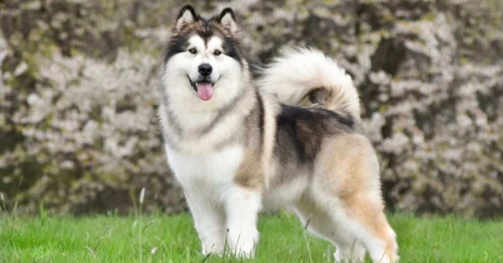 alaskan malamute