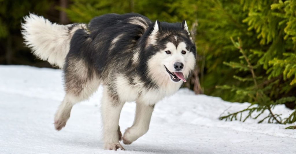 alaskan malamute