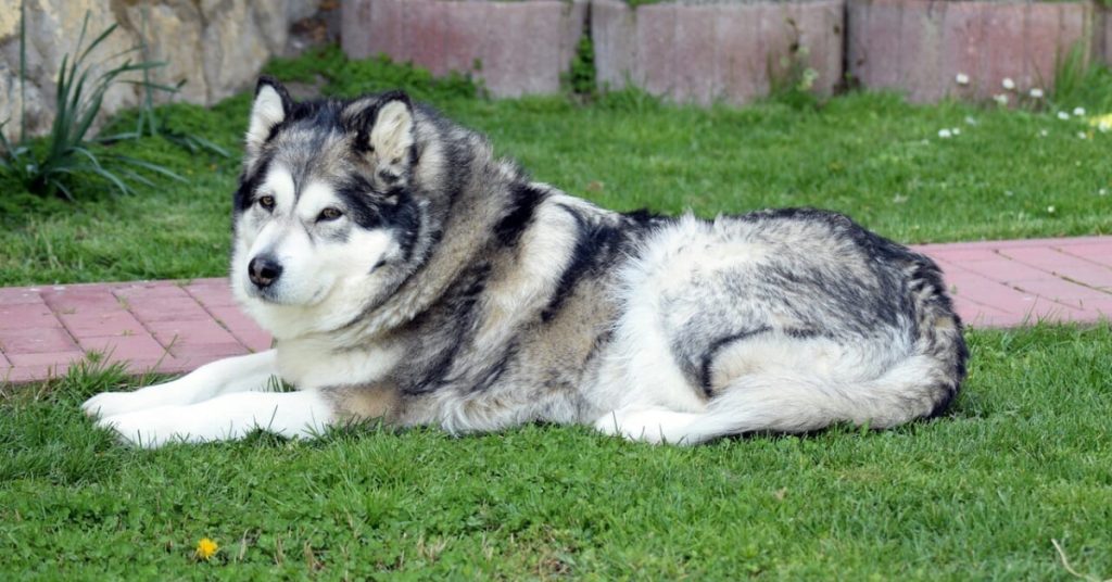 alaskan malamute