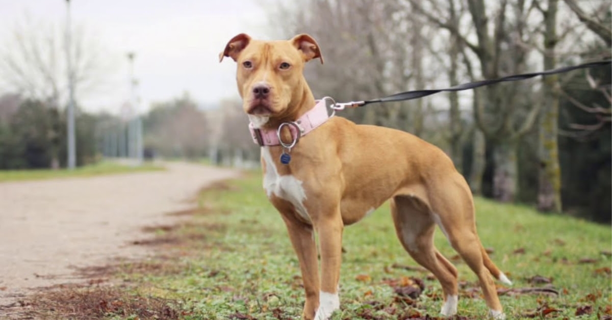 american pit bull terrier