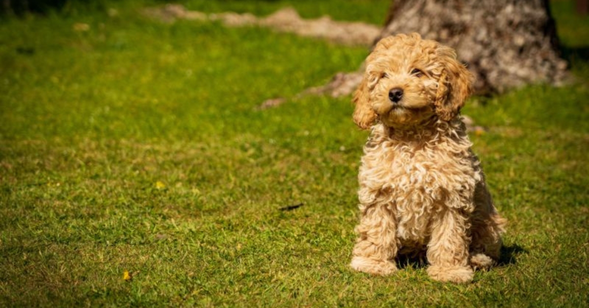 cockapoo
