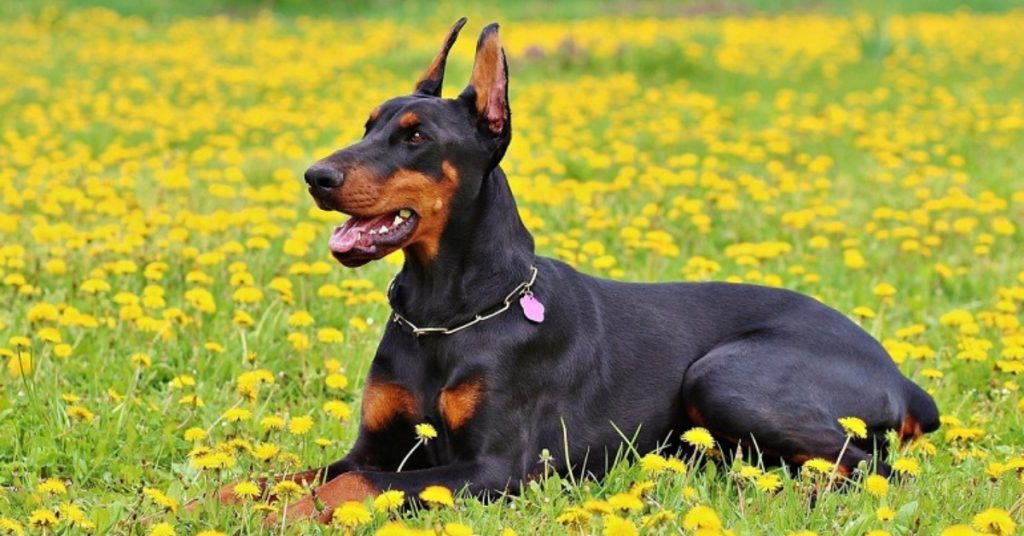 Dobermann