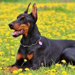 Dobermann