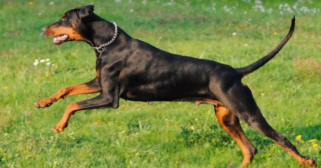Dobermann