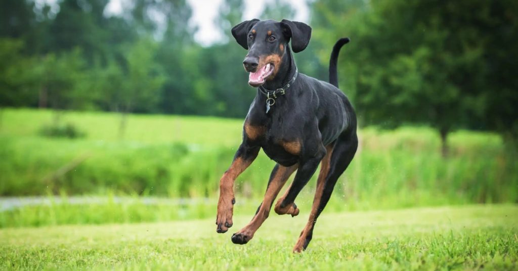 Dobermann