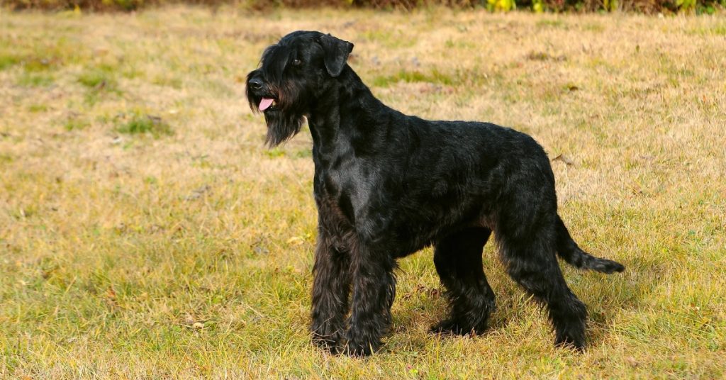 Riesenschnauzer