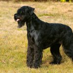 Riesenschnauzer