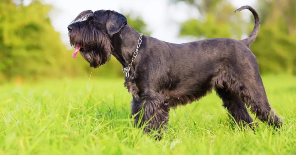 Riesenschnauzer