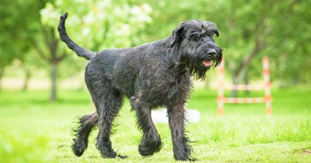 Riesenschnauzer