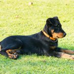 beauceron