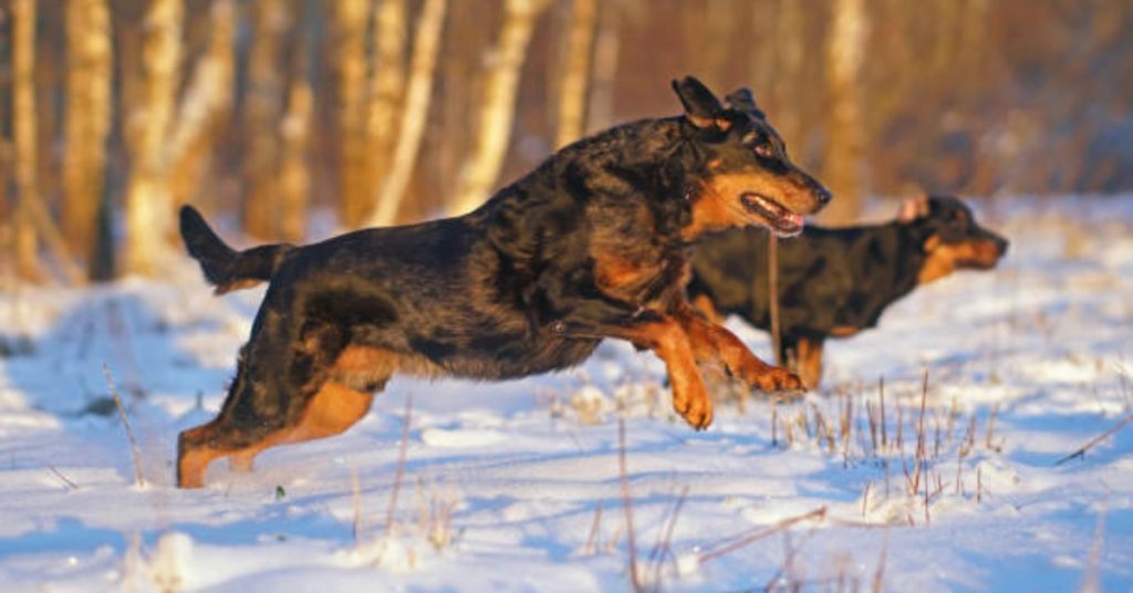 beauceron