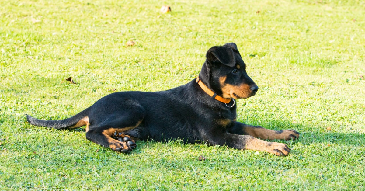 beauceron