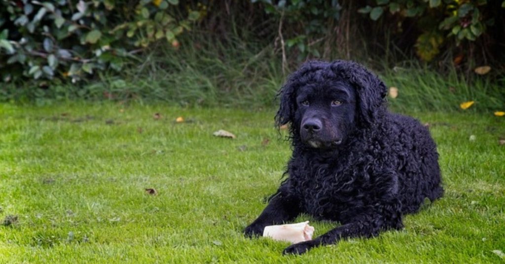 portugiesischer wasserhund
