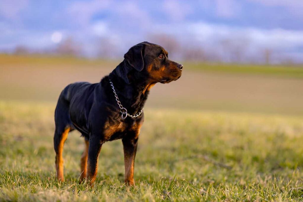 The Rottweiler